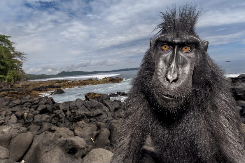 A crested black macaque hangs out beachside in a nature reserve on Sulawesi. In studying these intriguing monkeys, known locally as yaki, scientists are learning how their social structure illuminates human behavior. (Stefano Unterthiner/National Geographic)