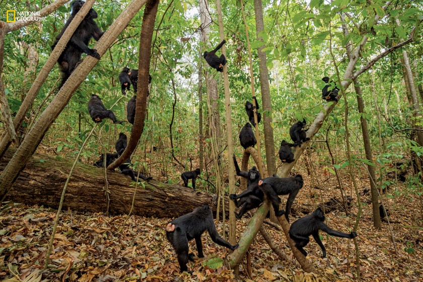 A day in the life of these social monkeys includes moseying through the forest of the Tangkoko Nature Reserve, eating, grooming, and lollygagging. If individuals fan out on their own, they use calls to stay in contact with the group. (Stefano Unterthiner/National Geographic)