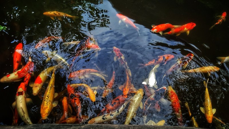 Koi carps in pond (Patcharin Choowong/EyeEm)
