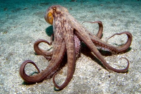 Octopus (Getty Images)
