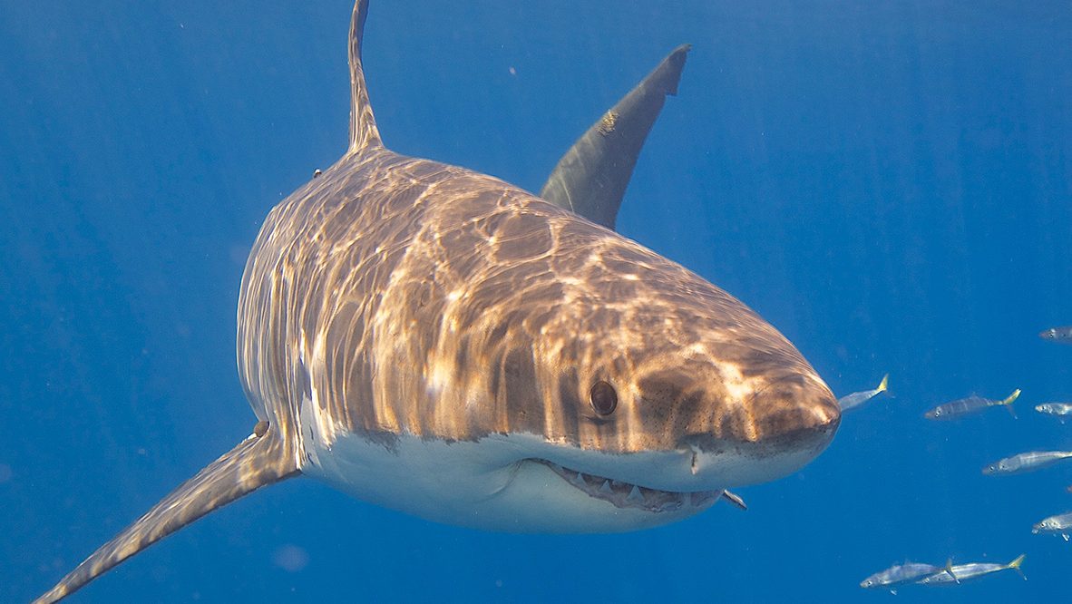 Great white shark (Elias Levy/Flickr)