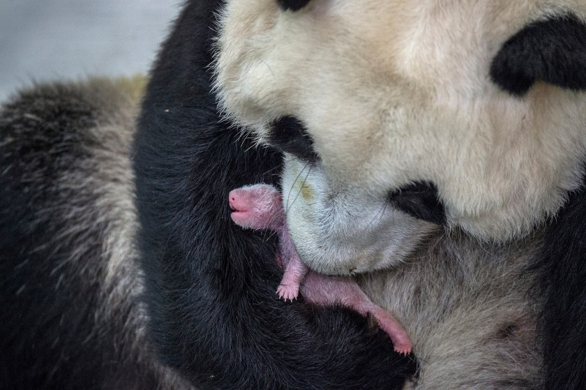 Nature - Second Prize, Stories: Seven-year-old giant panda Min Min had a baby girl at Bifengxia Giant Panda Breeding and Research Center in Sichuan Province, China . It was 3 long days and nights of waiting for her to give birth and the vets thought it was likely to be a still birth. A very healthy giant panda cub emerged with a loud scream. She is the largest cub born this year to first-time mother Min Min. Giant pandas are born tiny, blind and helpless. The limbs of newborn pandas are so weak that they are not able to stand and for the first two months baby pandas only nurse, sleep, and poo. They are weaned between 8-9 months and a year old. (Ami Vitale for National Geographic Magazine)