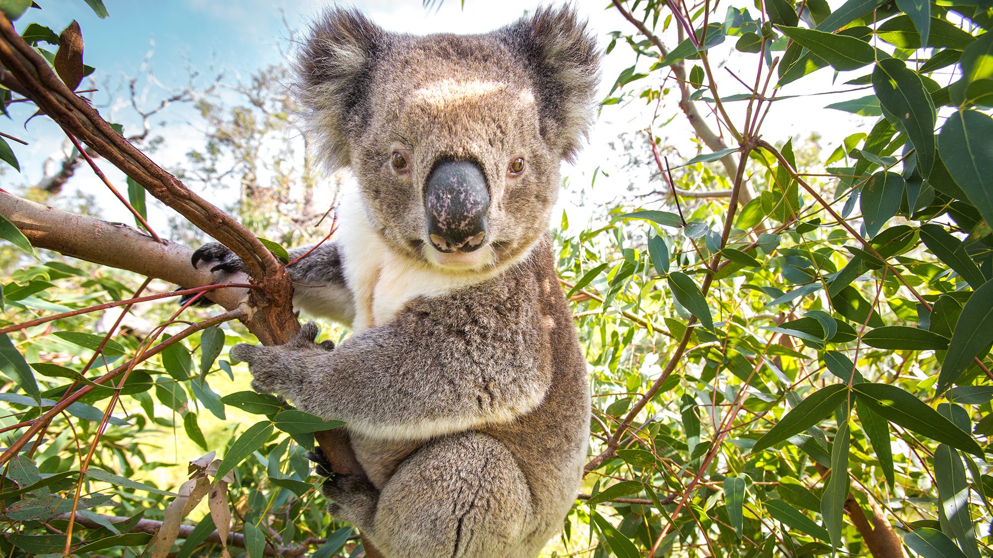 Climate Change Is Forcing Koalas to Leave Trees to Find Water, Researchers Say