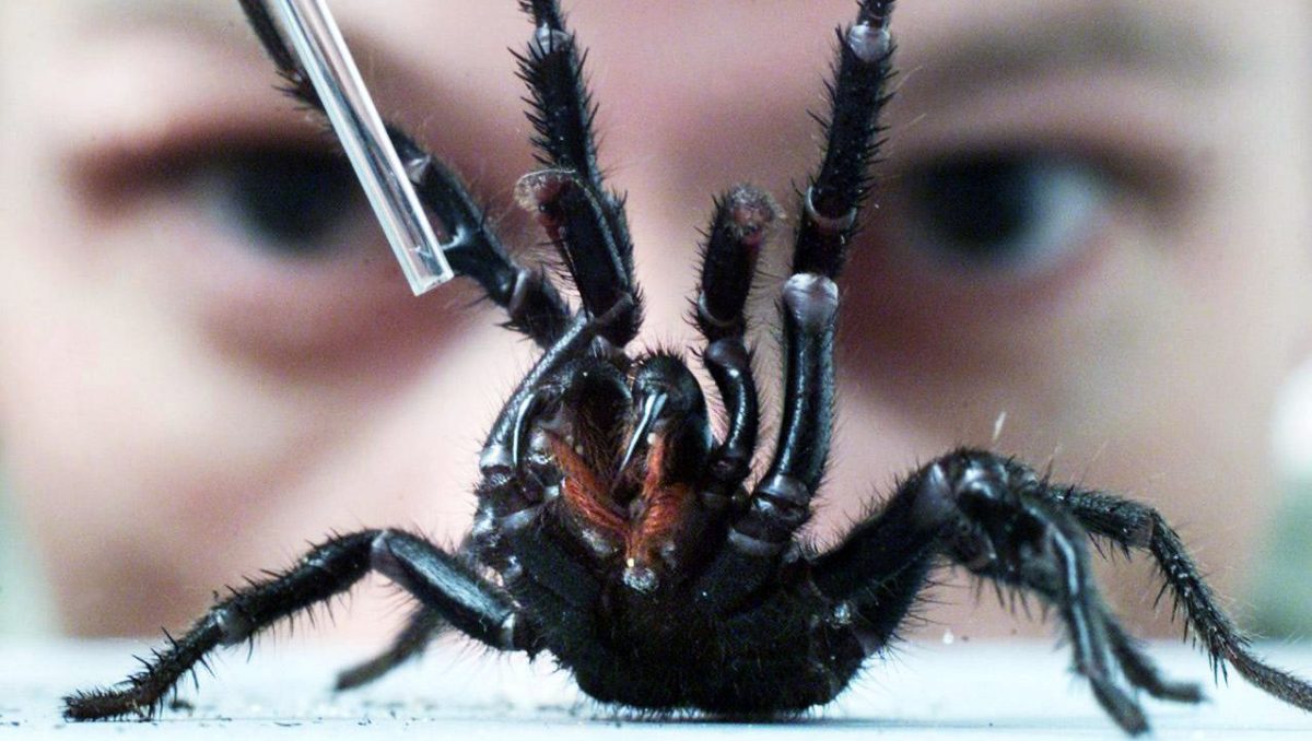 Spider expert Rob Porter from the Australian Reptile Park milks a male Sydney Funnel Web spider. (Fairfax Media via Getty Images)
