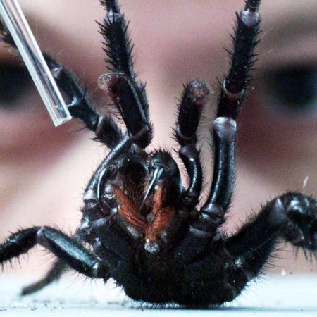 Spider Silk Could Be The Robotic Muscle Of The Future