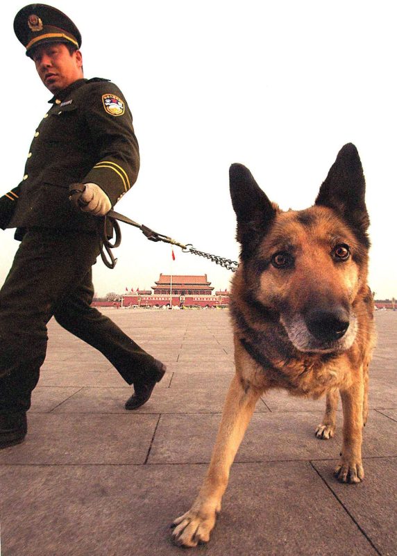 BEIJING, CHINA: A policeman and his bomb-sniffing dog check around Tiananmen Square and the Great Hall of the People for any suspicious packages or traces of explosives prior to the opening session of the National People's Congress (STEPHEN SHAVER/AFP/Getty Images)