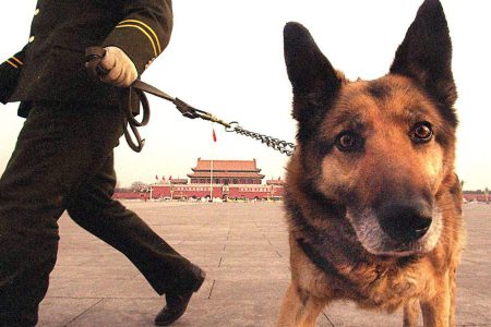 BEIJING, CHINA: A policeman and his bomb-sniffing dog check around Tiananmen Square and the Great Hall of the People for any suspicious packages or traces of explosives prior to the opening session of the National People's Congress (STEPHEN SHAVER/AFP/Getty Images)
