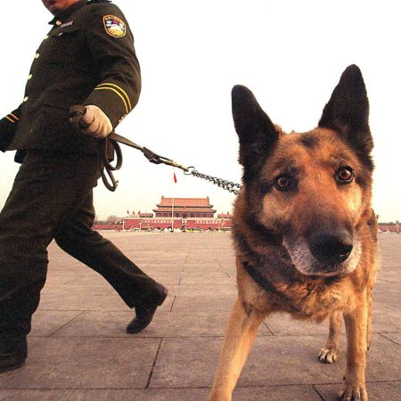 Dogs Remain Man’s Best Friend for Sniffing Out Bombs or Drugs
