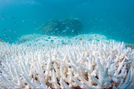 (WWF-Australia and Biopixel)