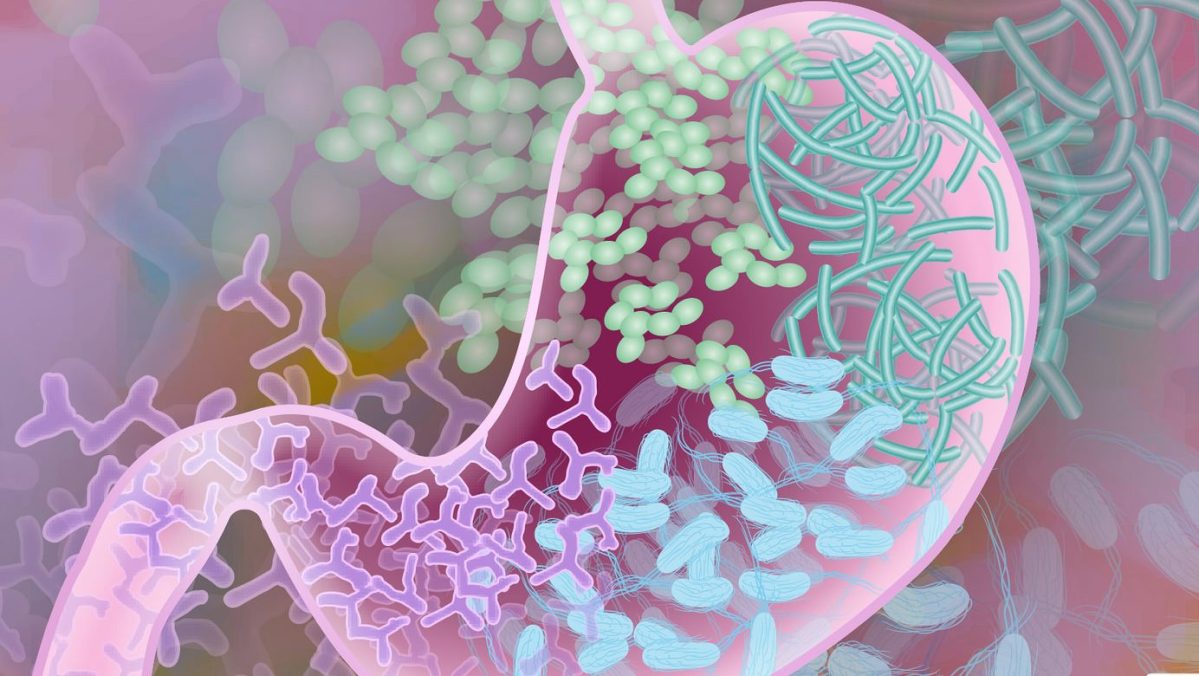 Mircobiomes, millions of beneficial bacteria, in the gut. (Darryl Leja, National Human Genome Research Institute, National Institutes of Health)