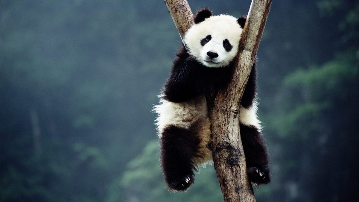 Panda cub (Getty Images)
