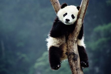 New Research Reveals Theory of Why Giant Pandas Are Black and White