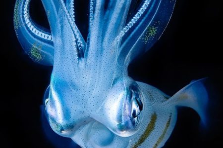 Sony World Photography Awards