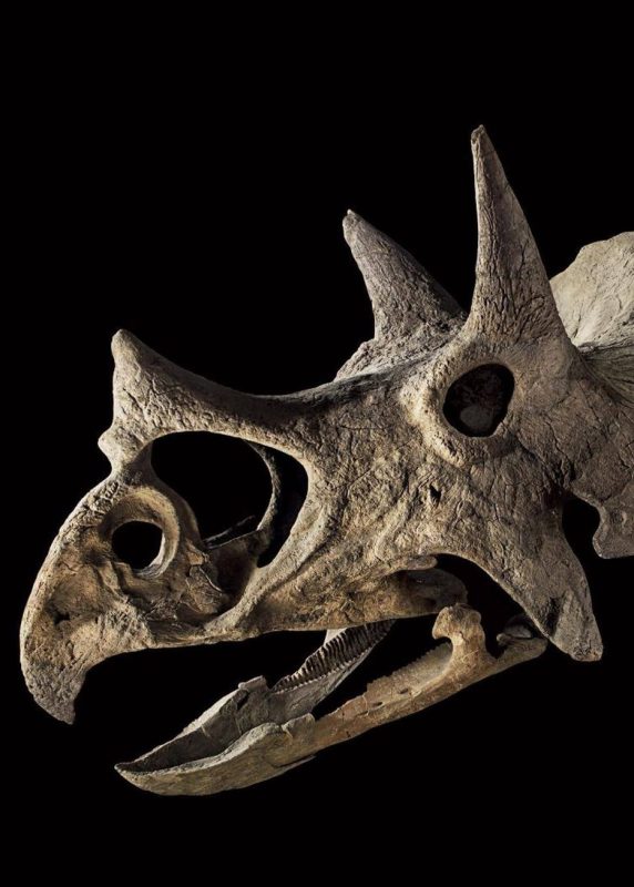 Triceratops skull (Drouot)