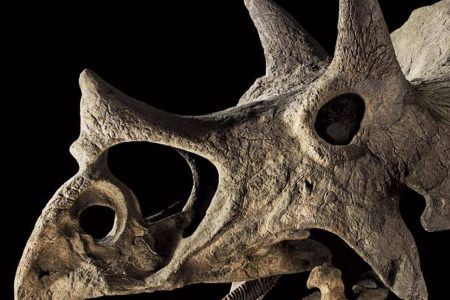 Triceratops skull (Drouot)