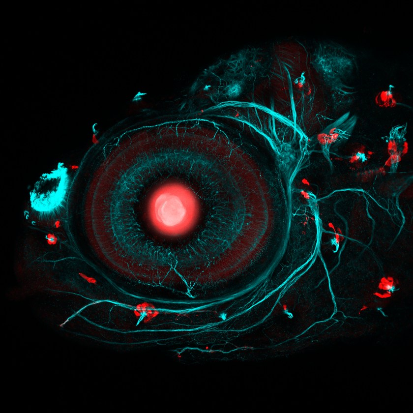 Zebrafish eye and neuromasts (Ingrid Lekk and Steve Wilson, University College London)