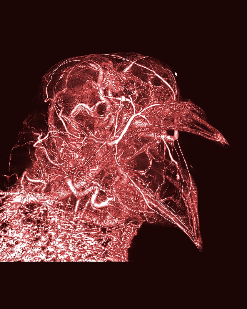 Pigeon thermoregulation (Scott Echols, Scarlet Imaging and the Grey Parrot Anatomy Project)