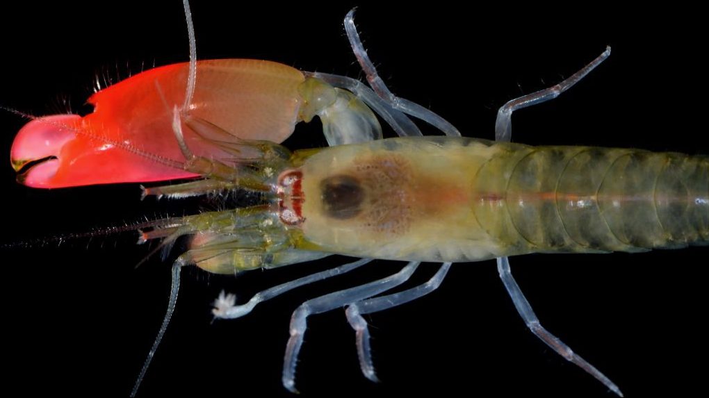 New Species of Shrimp Names After Pink Floyd