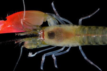New Species of Shrimp Names After Pink Floyd