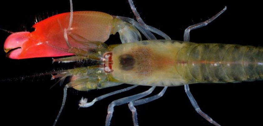 New Species of Shrimp Names After Pink Floyd