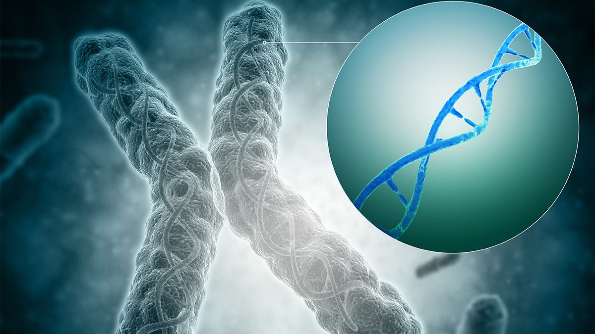 A telomere is a region of the DNA sequence at the end of a chromosome. Their function is to protect the ends of the chromosome from degradation. (Getty Images)