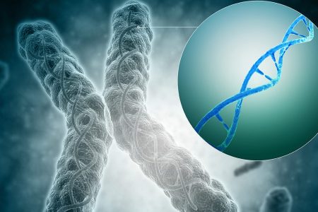A telomere is a region of the DNA sequence at the end of a chromosome. Their function is to protect the ends of the chromosome from degradation. (Getty Images)