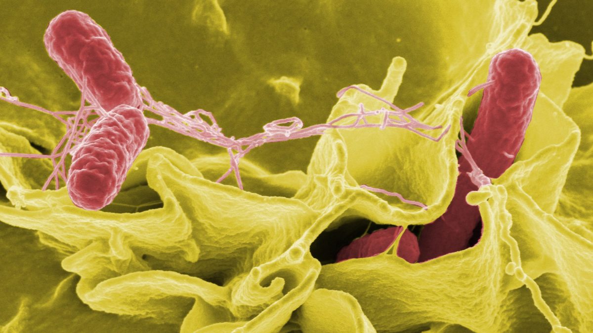 Color-enhanced scanning electron micrograph showing Salmonella typhimurium, in red, invading cultured human cells. (Rocky Mountain Laboratories/NIAID/NIH)
