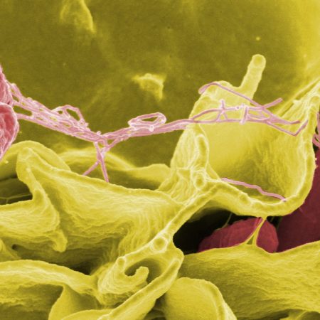 Scientists Detect How Bacteria Survives in the Human Immune System