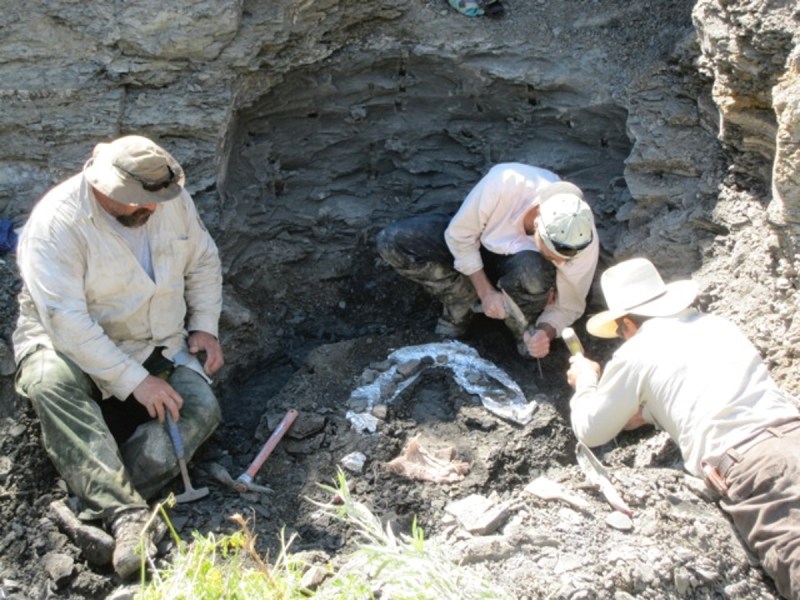 UA Museum of the North paleontologist Patrick Druckenmiller (center) excavates the skull and neck of the new elasmosaur with the assistance of some of the U.S. Fish and Wildlife Service employees who dedicated their time to the project (Beverly Skinner/University of Alaska Fairbanks)