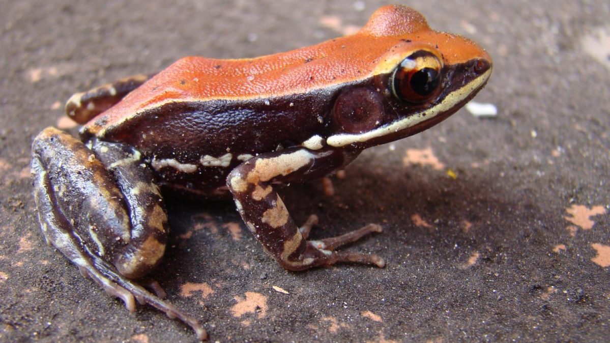 Hydrophylax bahuvistara, a frog with flu-killing peptides in its mucus. (Sanil George & Jessica Shartouny)