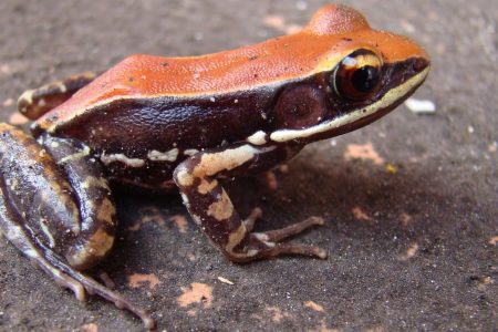 Hydrophylax bahuvistara, a frog with flu-killing peptides in its mucus. (Sanil George & Jessica Shartouny)