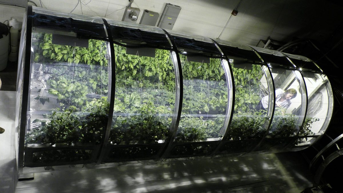 At the University of Arizona's Controlled Environment Agriculture Center, an 18 foot long, 7 foot, 3 inch diameter lunar greenhouse chamber is equipped as a prototype bioregenerative life support system.
(University of Arizona)