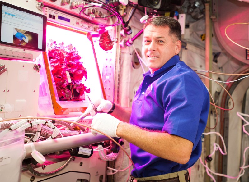 Aboard the International Space Station, astronauts have been gaining experience in growing crops in space. Expedition 50 commander Shane Kimbrough of NASA harvests lettuce from the Veggie experiment on Dec. 2, 2016. The Veggie Plant Growth System is a deployable plant growth unit capable of producing salad-type crops to provide the crew with a palatable, nutritious and safe source of fresh food. (NASA)