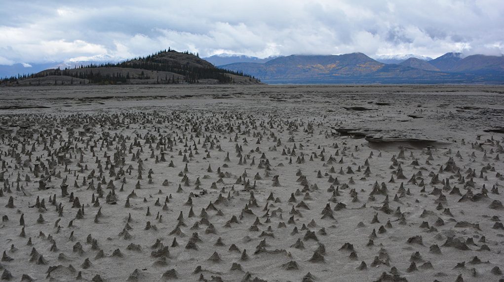 Sections of the newly exposed bed of Kluane Lake contain small pinnacles. Wind has eroded sediments with a harder layer on top that forms a protective cap as the wind erodes softer and sandier sediment below. These pinnacles, just a few centimeters high, are small-scale versions of what are sometimes termed "hoodoos." (Jim Best/University of Illinois)