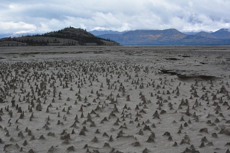 Sections of the newly exposed bed of Kluane Lake contain small pinnacles. Wind has eroded sediments with a harder layer on top that forms a protective cap as the wind erodes softer and sandier sediment below. These pinnacles, just a few centimeters high, are small-scale versions of what are sometimes termed "hoodoos." (Jim Best/University of Illinois)