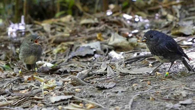 Zealandia robin Iti shares a mealworm with his mate Aroha. (Victoria University)