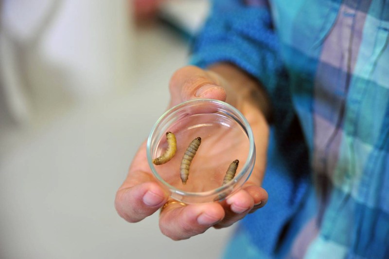 Wax worm specimens in a Petri dish. (César Hernández/CSIC)