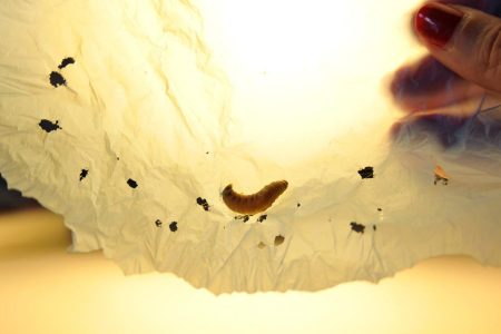 Plastic biodegraded by 10 worms in 30 minutes. (César Hernández/CSIC)