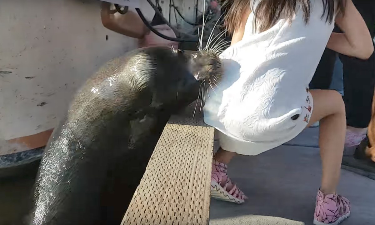 Screengrab from viral video of sea lion reaching up and snatching girl from dock.