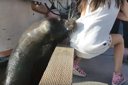 Viral Video Shows Sea Lion Yanking Girl Into Water