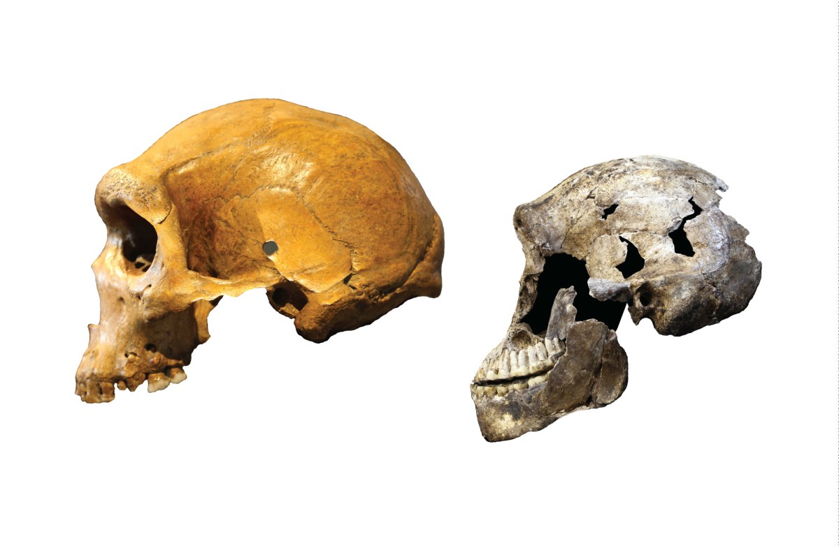Homo naledi vs. archaic Homo sapiens.