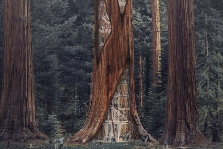 Architects designed a building concept inside a hollowed out Giant Sequois tree. Taller than 250 feet tall with a 100-foot width, the redwood is a perfect home for a skyscraper. The concept would prevent the tree from falling over while providing space for research and education. (Ko Jinhyeuk, Cheong Changwon, Cho Kyuhyung, Choi Sunwoong)