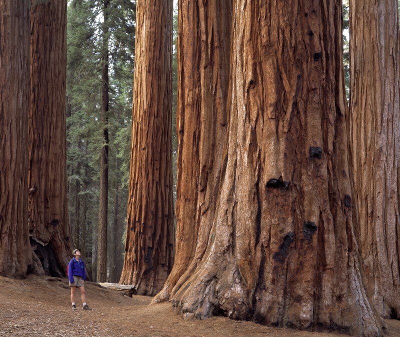 Sequoia National Park in California (Ingram Publishing/Getty Images)