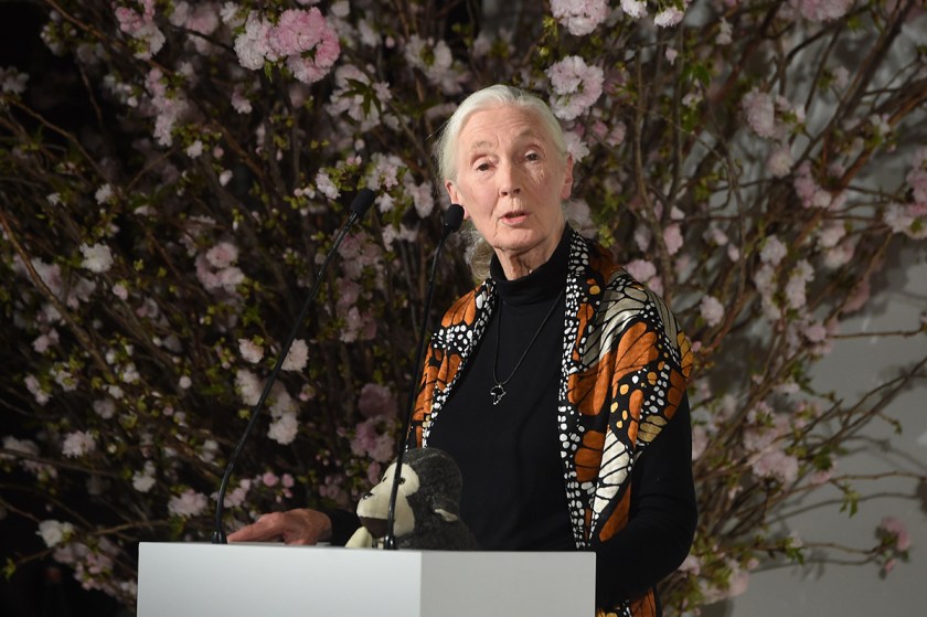Jane Goodall Has Some Advice for Ivanka Trump