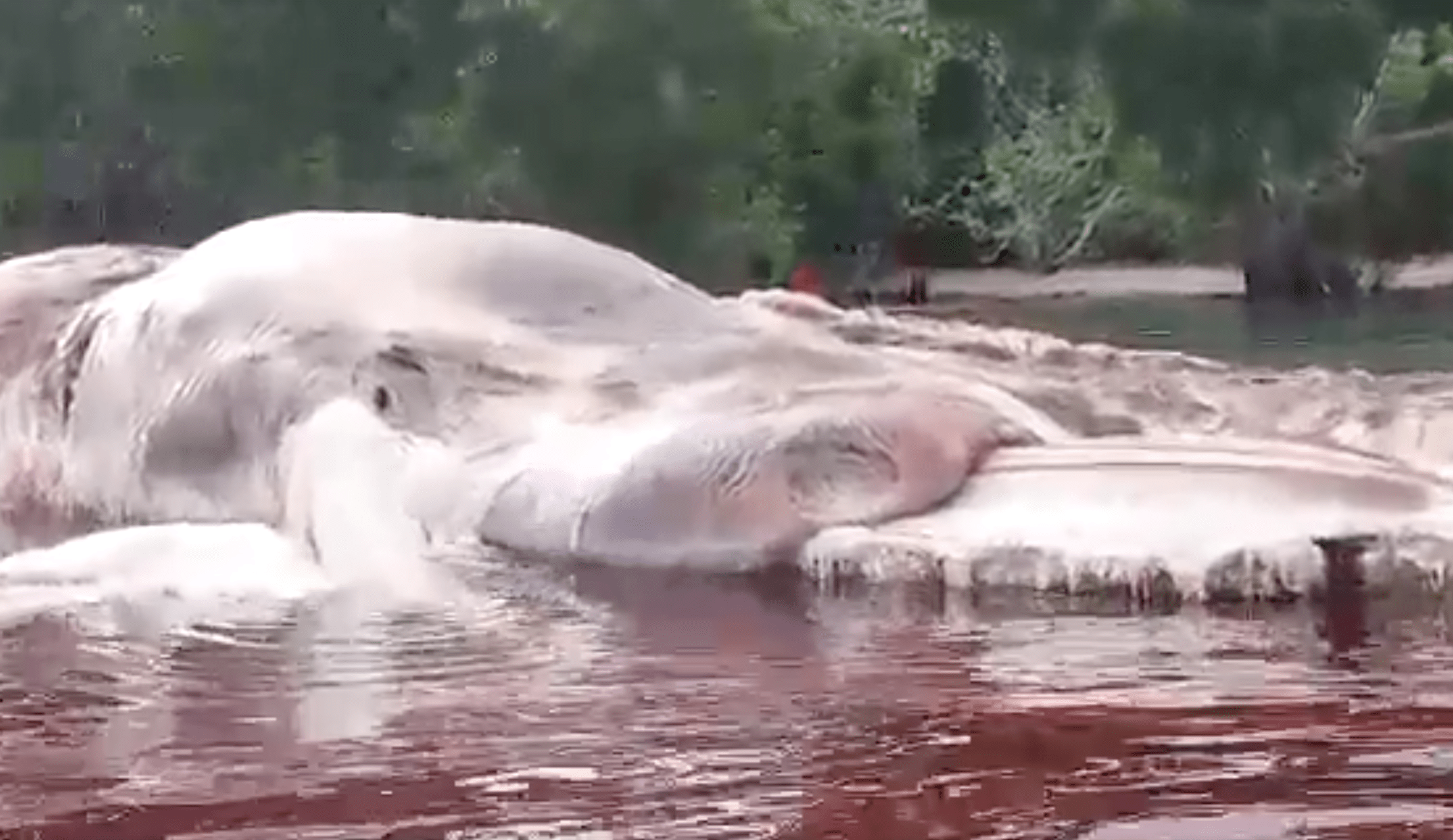 Mysterious rotting carcass in Indonesia