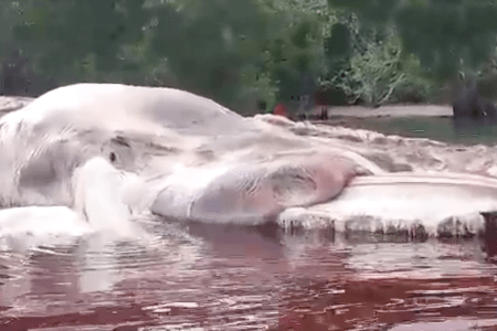 Mysterious rotting carcass in Indonesia