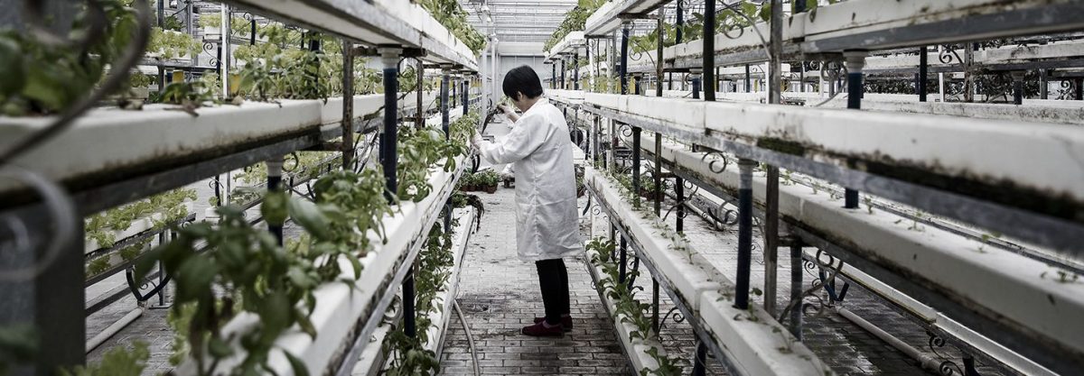 China Turning to 'Vertical Agriculture' for Its Food of the Future