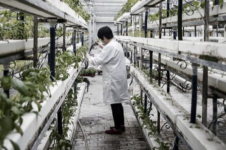 China Turning to 'Vertical Agriculture' for Its Food of the Future