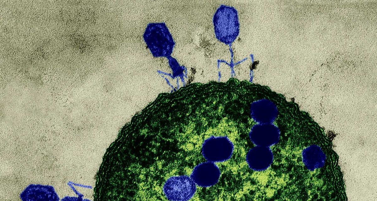 Bacteriophages attacking e. coli bacteria (Getty Images)