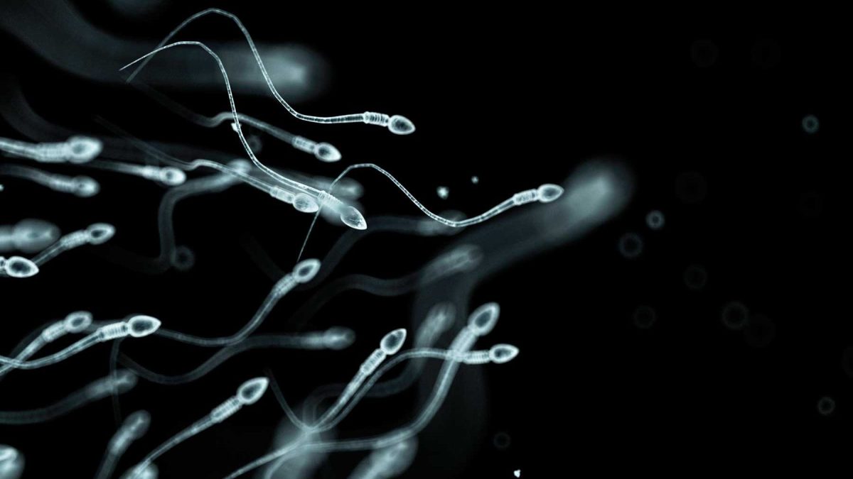 Sperm under microscope